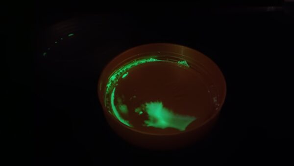 สกาลา สียางเรืองแสง (Glow in the dark) - Image 3